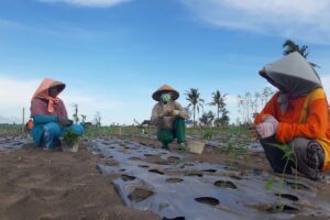 Pembukaan Lahan Tambang di Pesisir: Makna Positif Proses