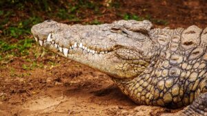 Berapa lama reptil dapat hidup dan mengapa