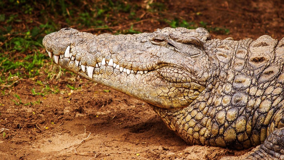 Berapa lama reptil dapat hidup dan mengapa