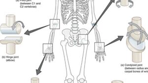 Identifikasi Sendi pada Bagian A dan B