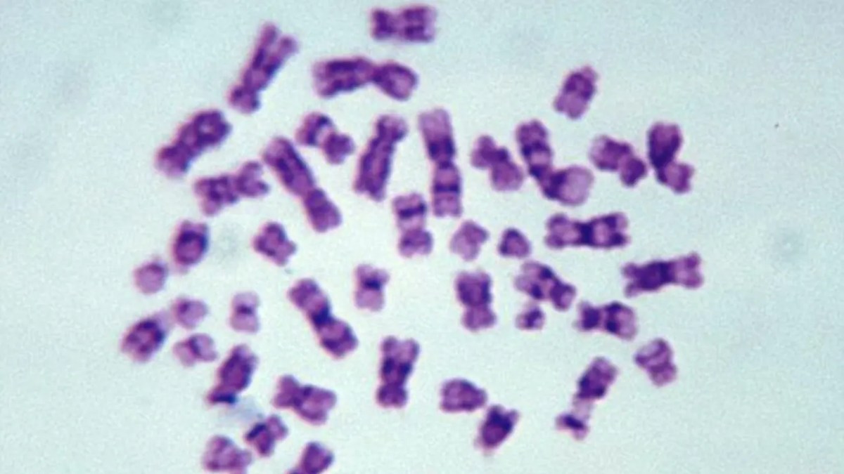 Pembentukan Kompartemen Organel Tingkatkan Mutasi DNA Percepat Spesies Baru Sel Eukariotik