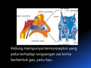 Rangsangan hidung ke otak tidak lewat medula oblongata