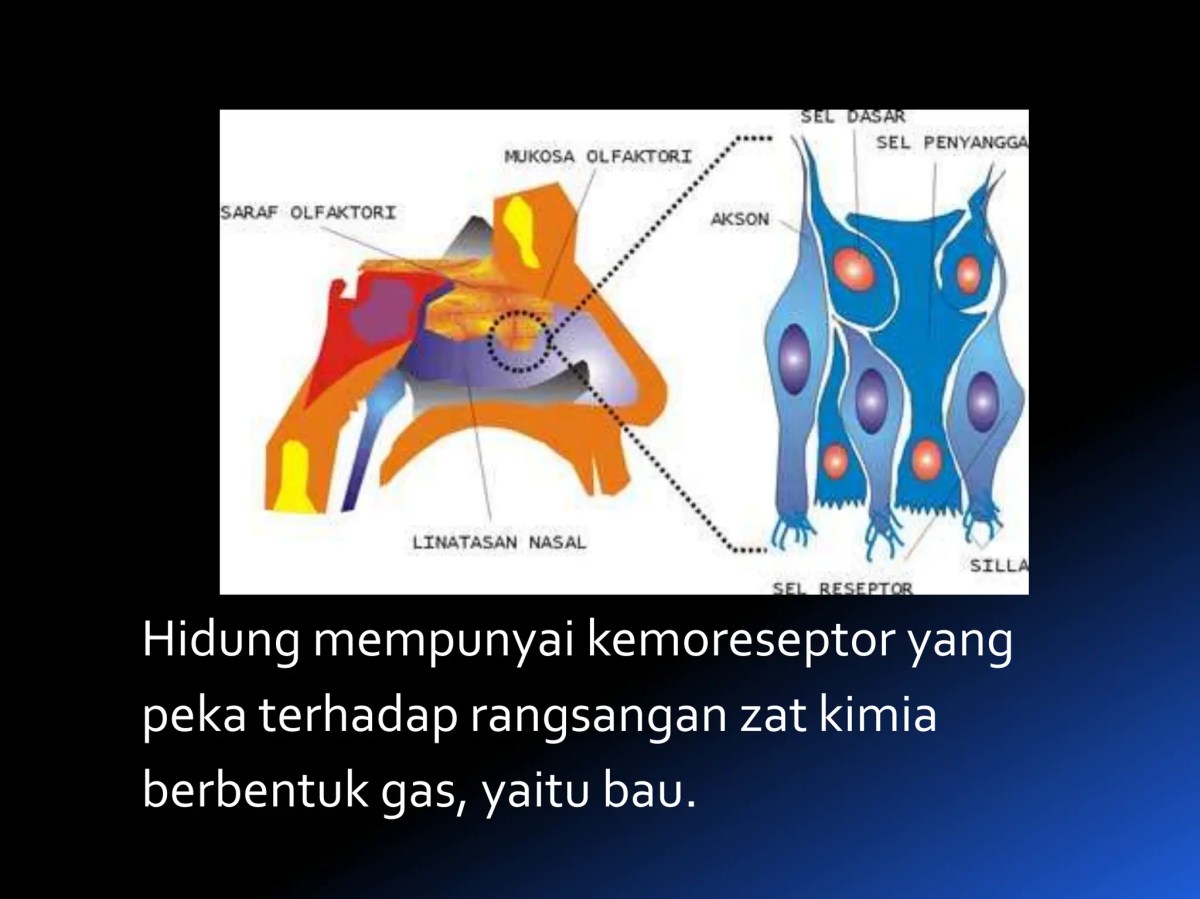Rangsangan hidung ke otak tidak lewat medula oblongata