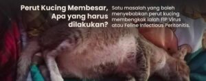 Arti kata membesar pada perut binatang