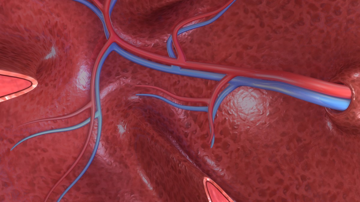 Macam‑macam Vena Beserta Letaknya pada Manusia