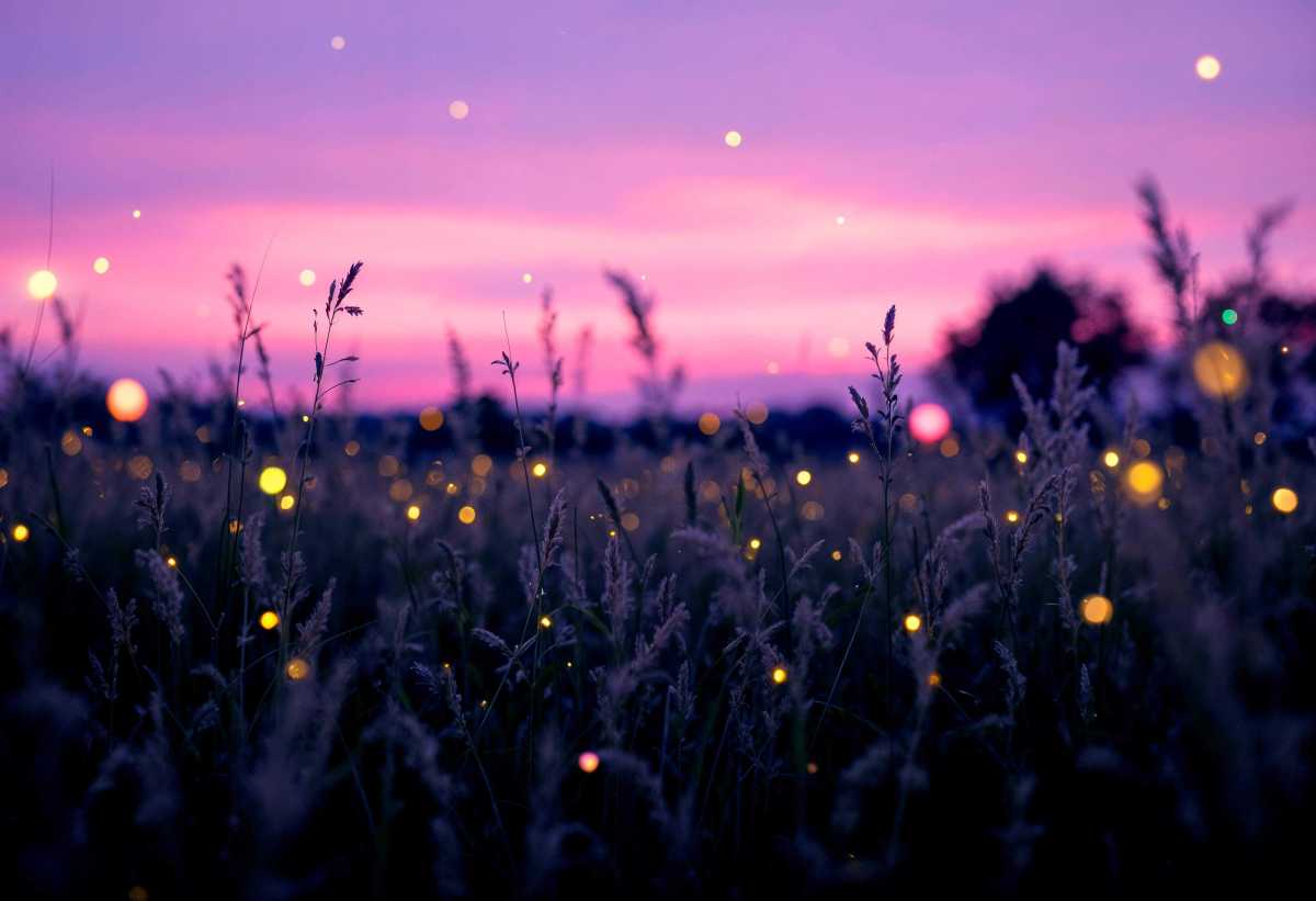 Laporan Observasi Kunang‑Kunang: Ancaman, Status Terancam, dan Upaya Pelestarian