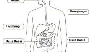 Sertakan Penjelasan Lengkap