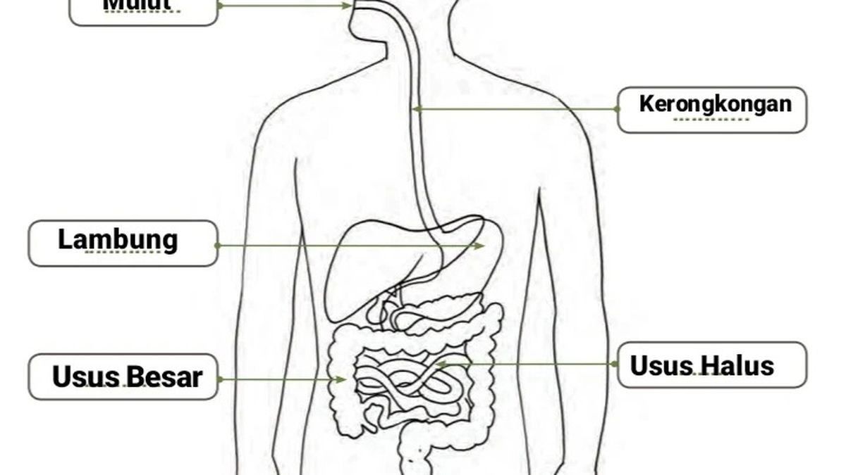 Sertakan Penjelasan Lengkap