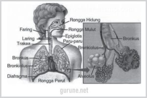 Kelainan Sistem Pernapasan Manusia: Sebutkan dan Jelaskan