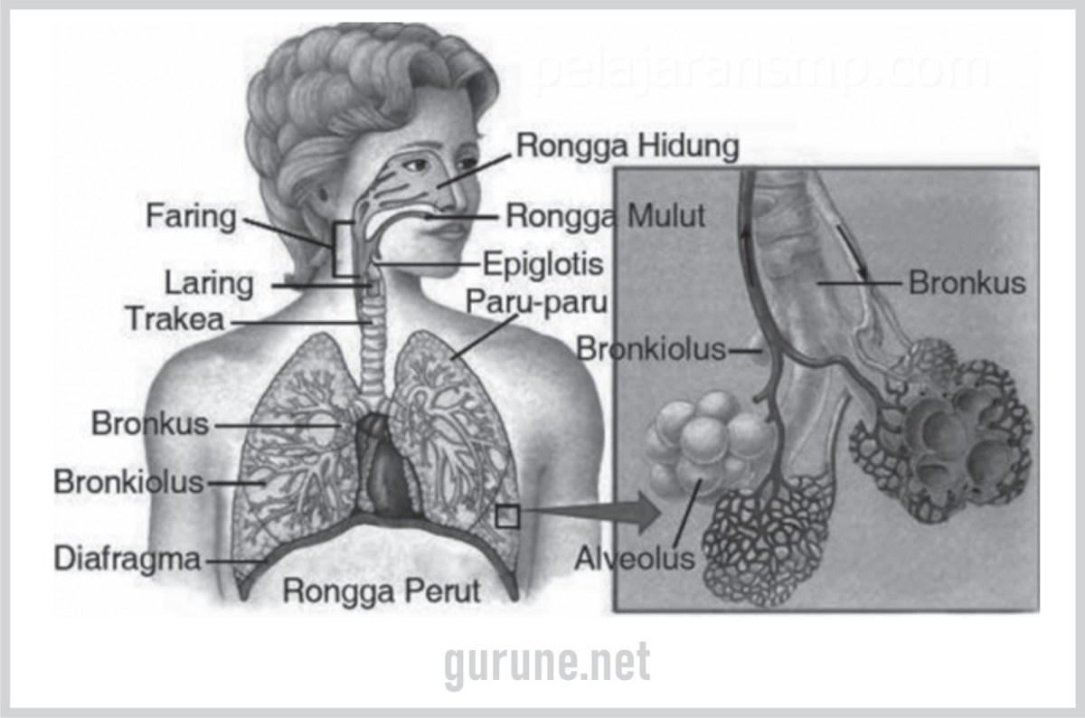 Kelainan Sistem Pernapasan Manusia: Sebutkan dan Jelaskan