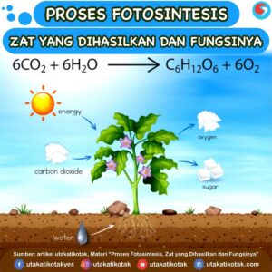 Proses Fotosintesis
