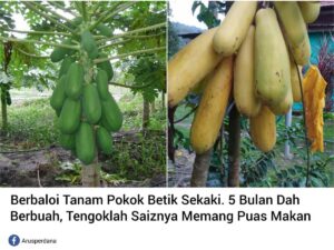 Mengapa beberapa pokok betik tidak berbuah