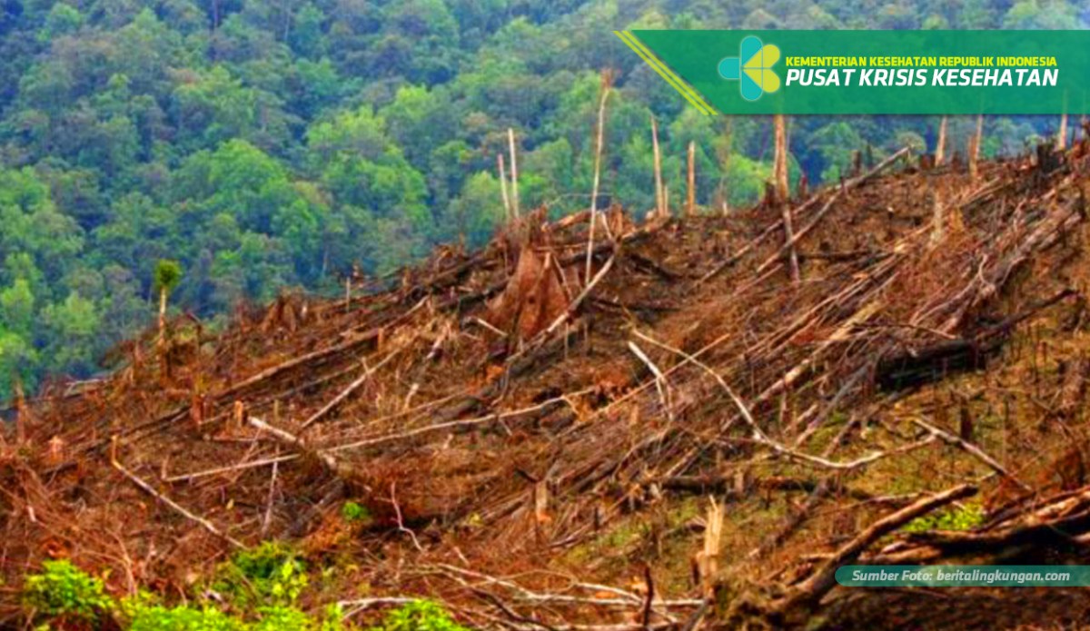 Penjarahan Hutan Merusak Ekonomi