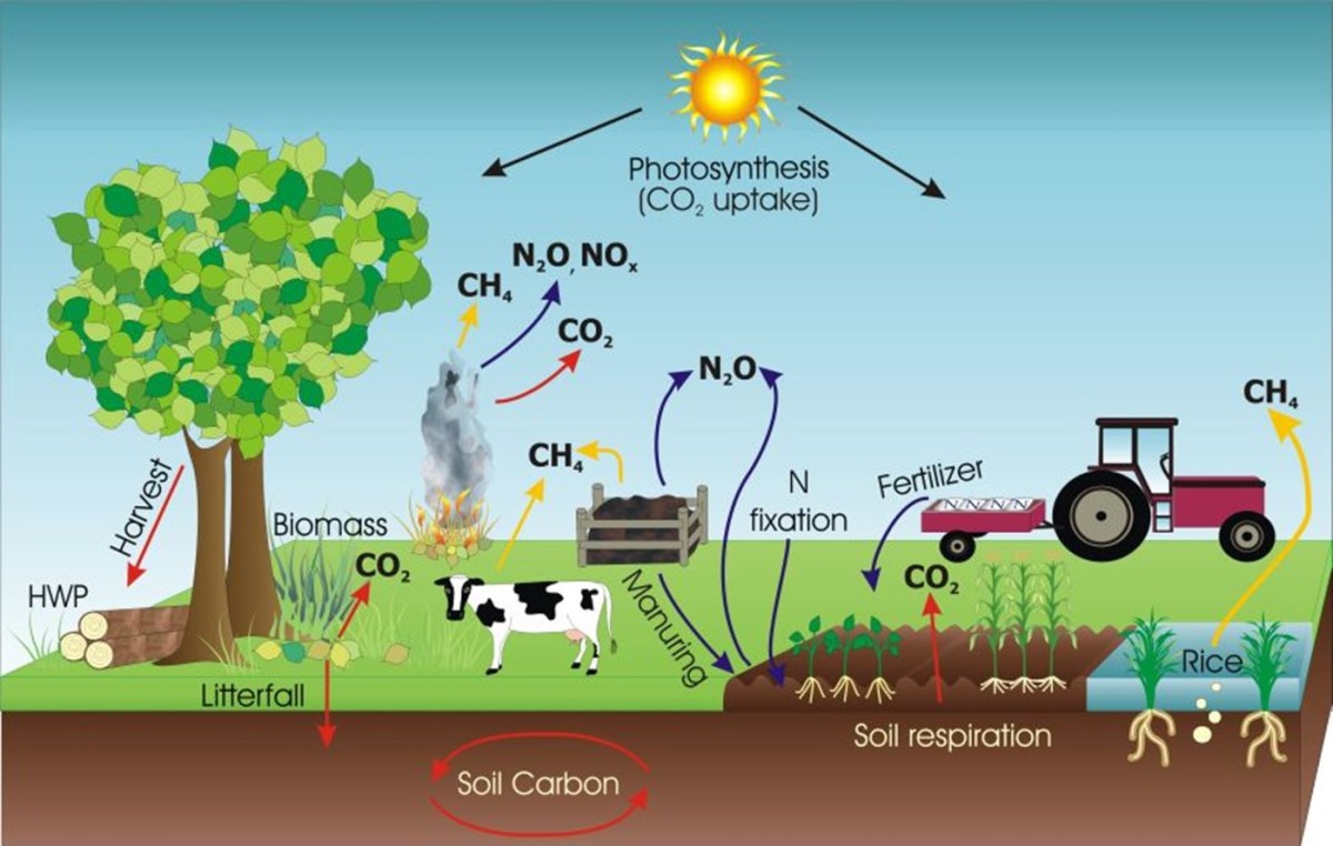 Organisme pertama yang merasakan penurunan CO₂ di ekosistem