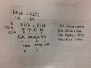 Genotipe dan Fenotipe F2 pada Silang F1 dengan Epistasis Hitam‑Kuning