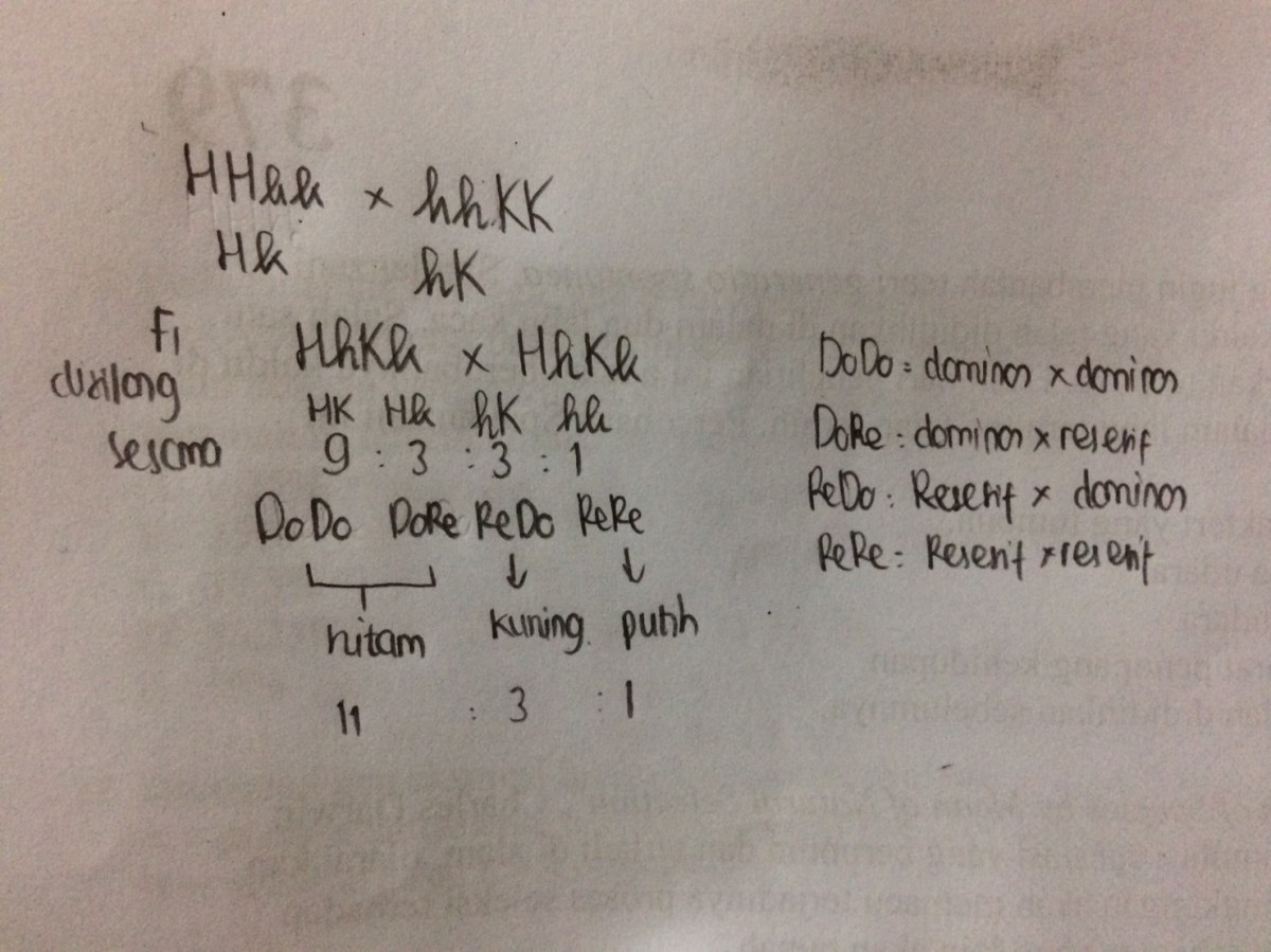 Genotipe dan Fenotipe F2 pada Silang F1 dengan Epistasis Hitam‑Kuning