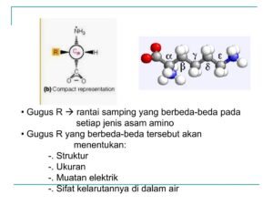 Gugus Amina (NH3+) pada Asam Amino Memiliki Muatan Positif