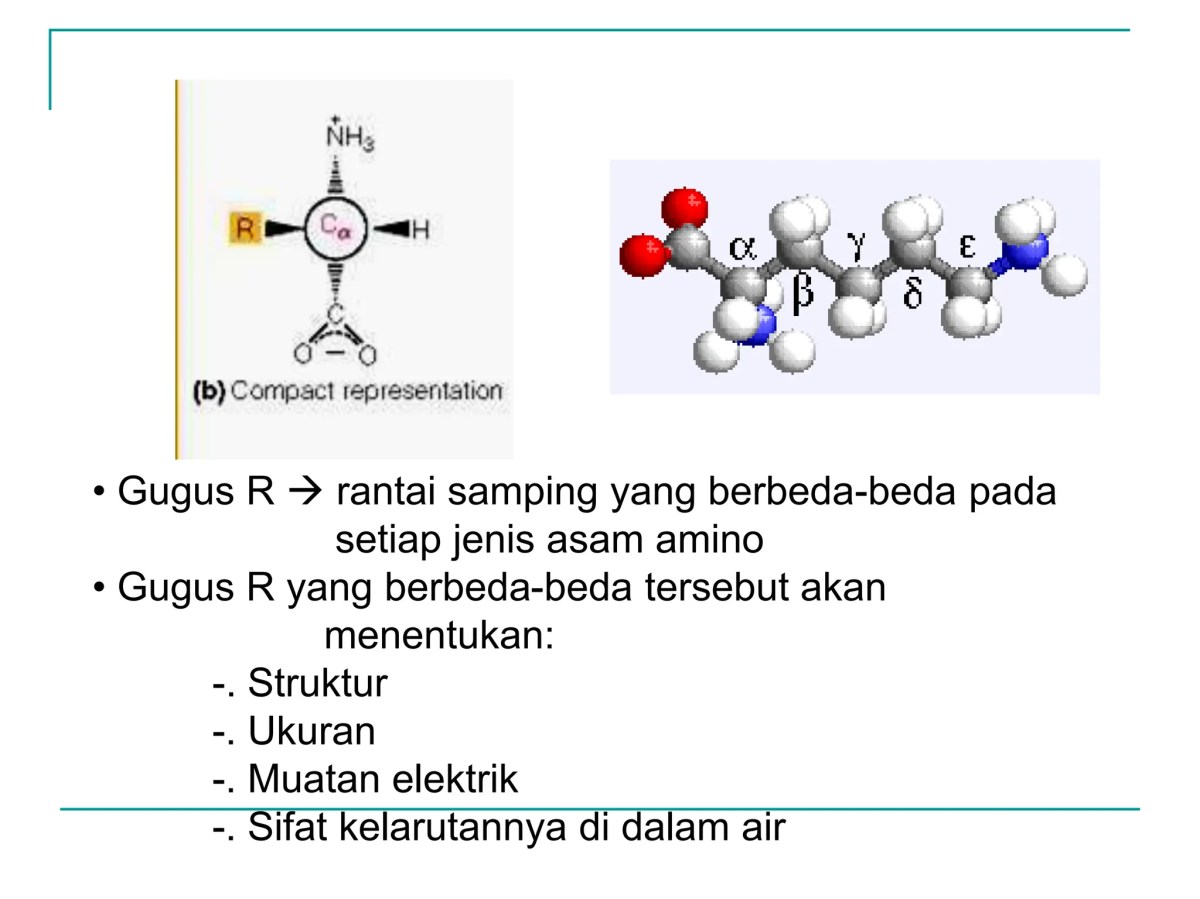 Gugus Amina (NH3+) pada Asam Amino Memiliki Muatan Positif