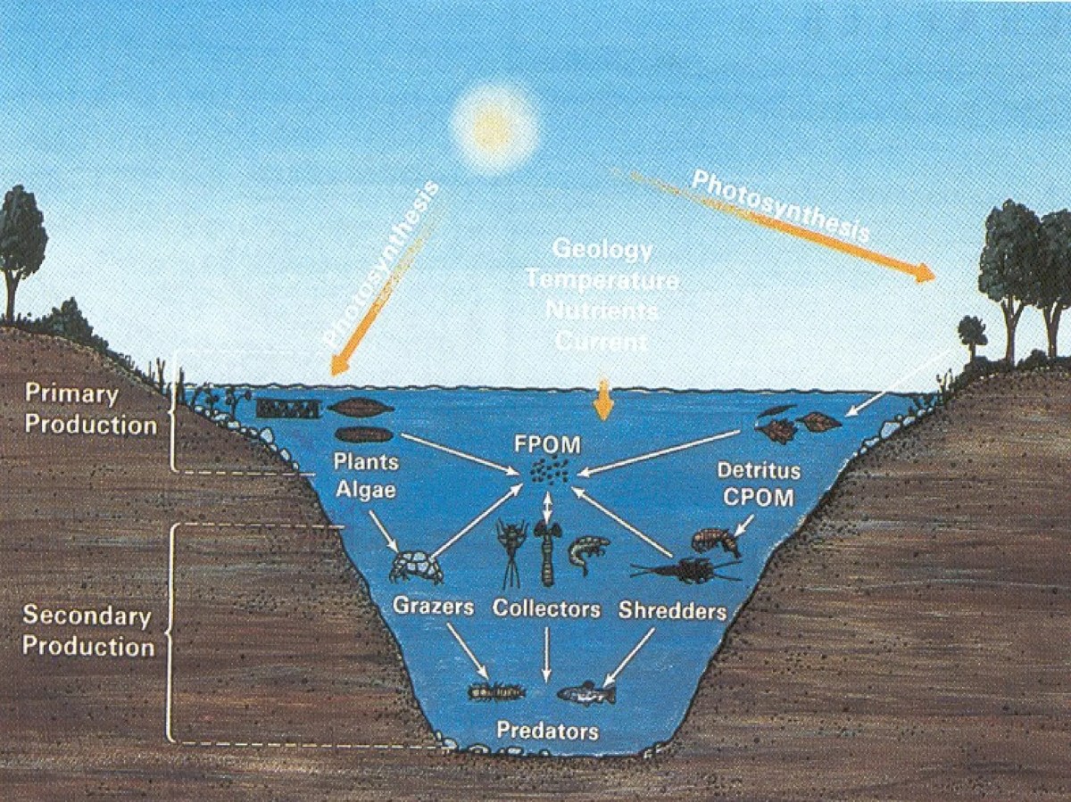 Akumulasi dan Penggandaan Biologi di Ekosistem Perairan