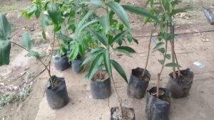 Teknik Terbaik Memperbanyak Bibit Mangga Cepat untuk Petani