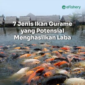 Populasi Katak, Ikan Gurame, Ilele, dan Pohon Pisang di Ekosistem Sungai