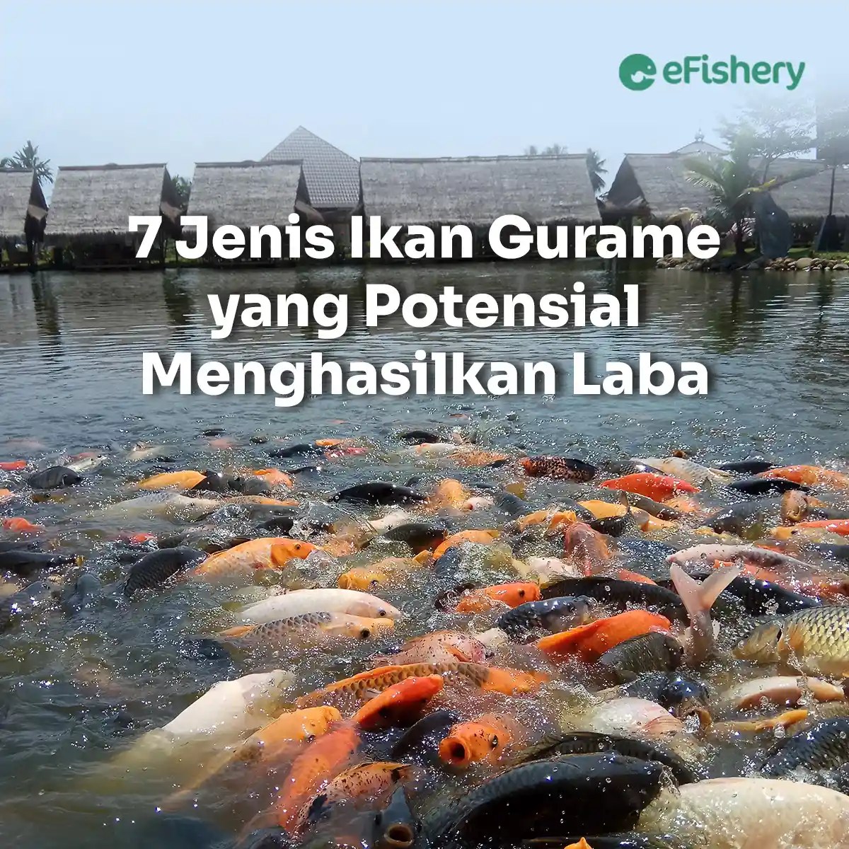 Populasi Katak, Ikan Gurame, Ilele, dan Pohon Pisang di Ekosistem Sungai