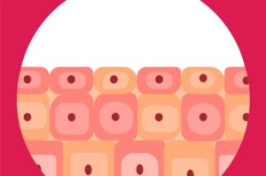 Fungsi Jaringan Epitel