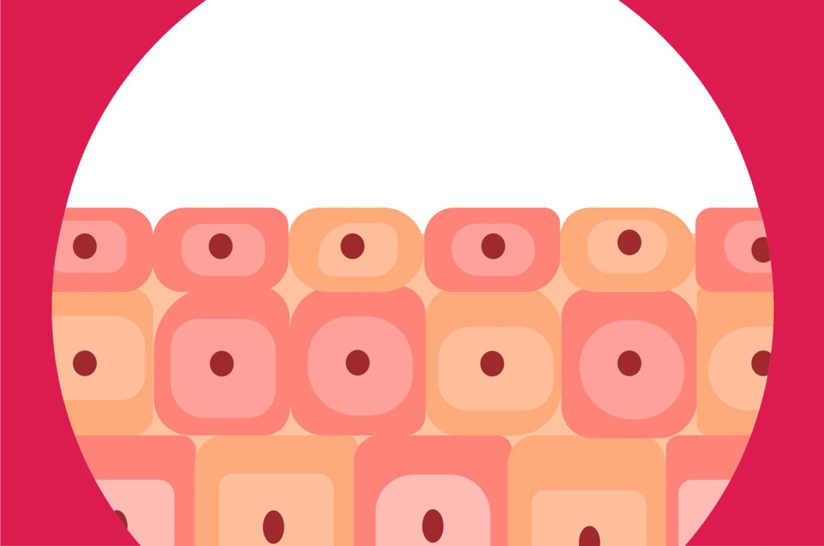 Fungsi Jaringan Epitel