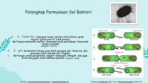 Bentuk Sel Daun Karet Merah dan Penamaannya