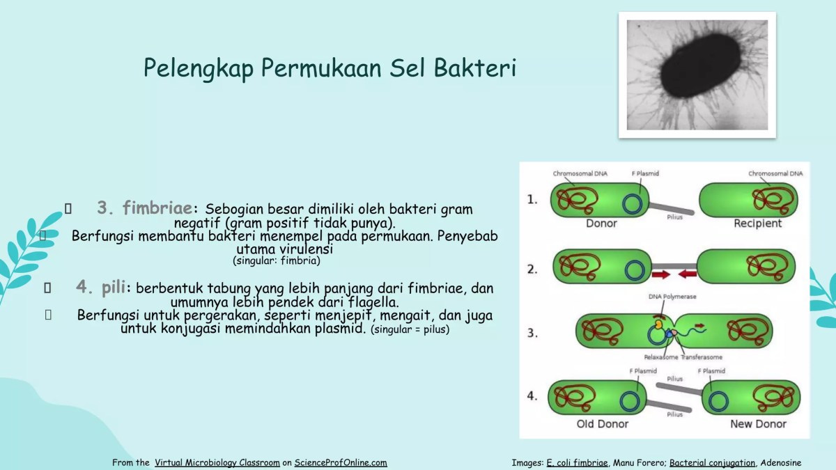 Bentuk Sel Daun Karet Merah dan Penamaannya