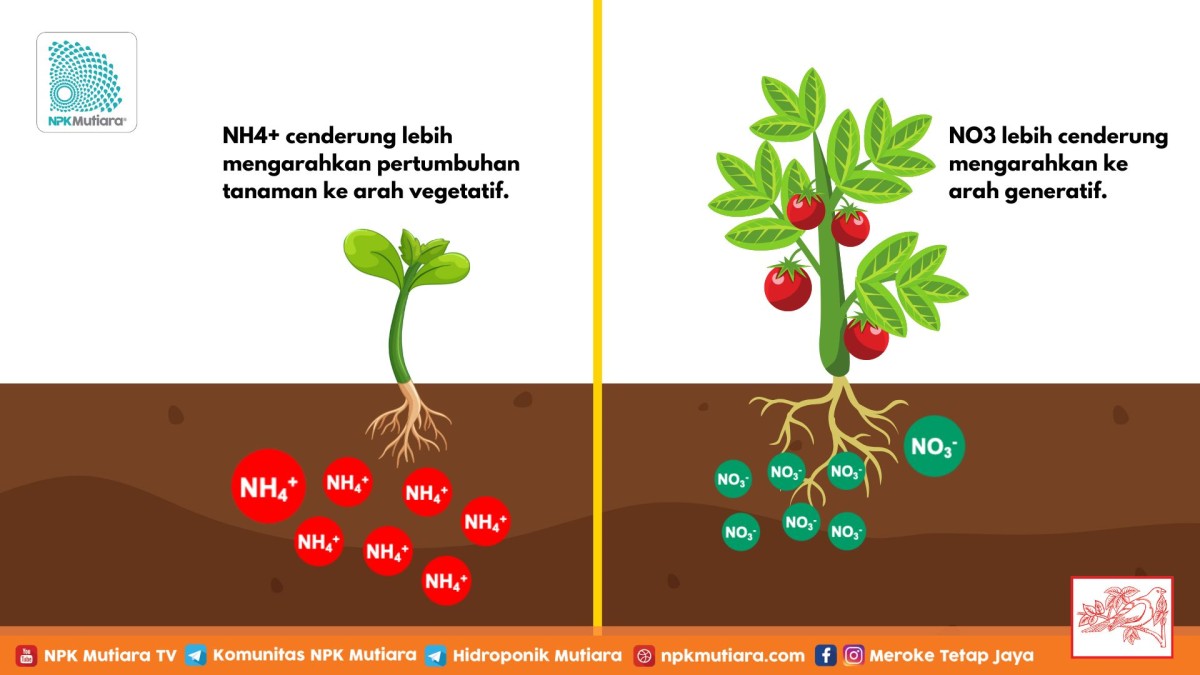 Bentuk Penyerapan Nitrogen pada Tumbuhan Tracheophyta