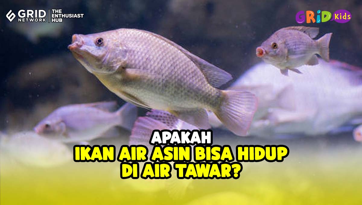 Mengapa Ikan Laut Tidak Asin Padahal Air Laut Asin