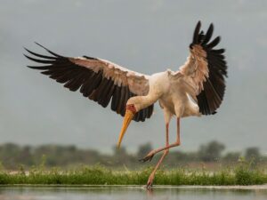 Terjemahan Bahasa Inggris Aku Lelah
