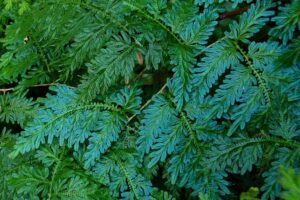 Spora paku Rane Selaginella wildenowii tergolong paku