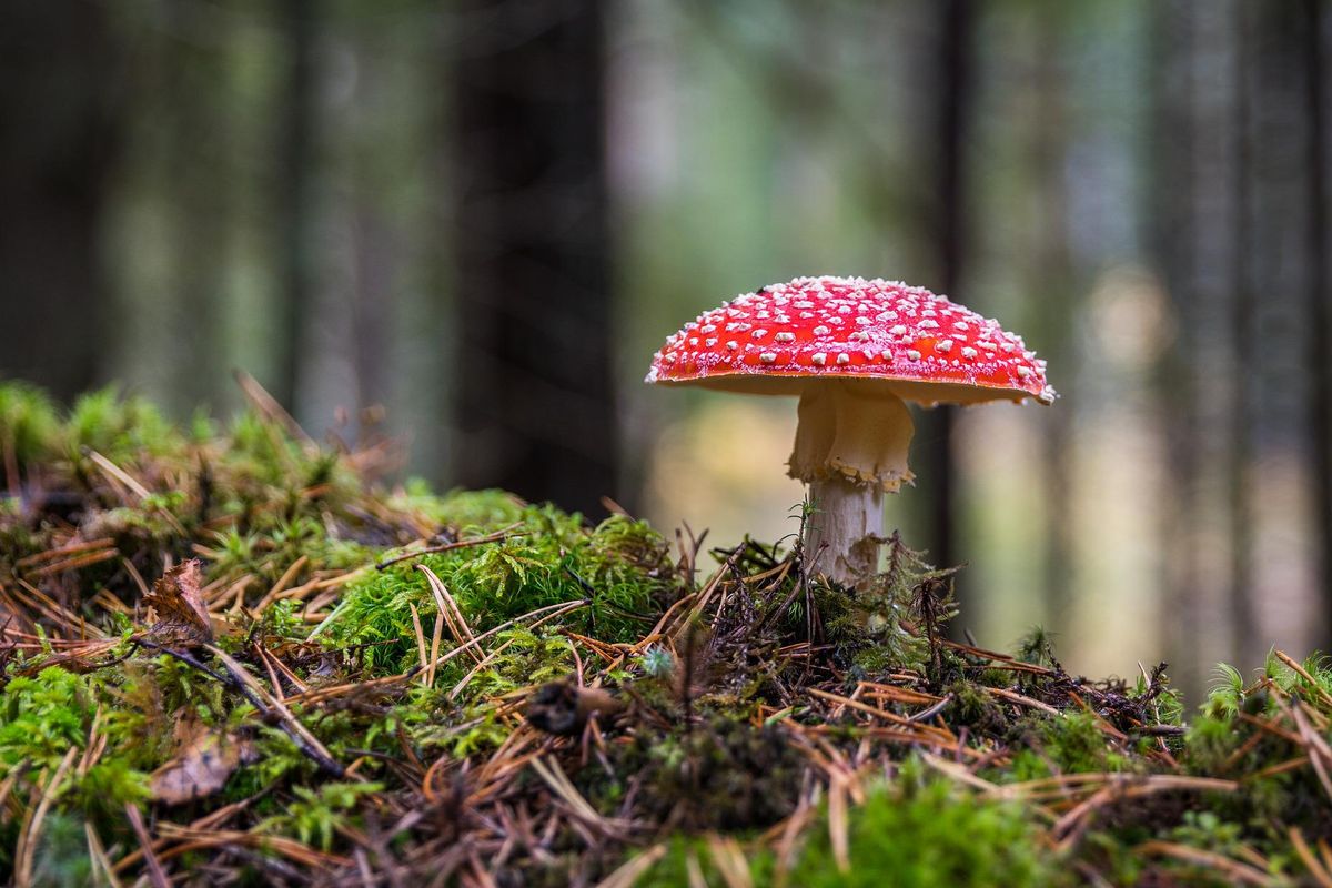 Jamur Basidiomycota Penghasil Racun Kuat
