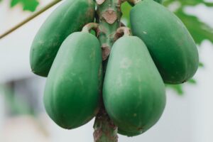 Cara Mencangkok Pohon Pepaya