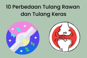 Perbedaan struktur tulang rawan vs tulang keras secara anatomi