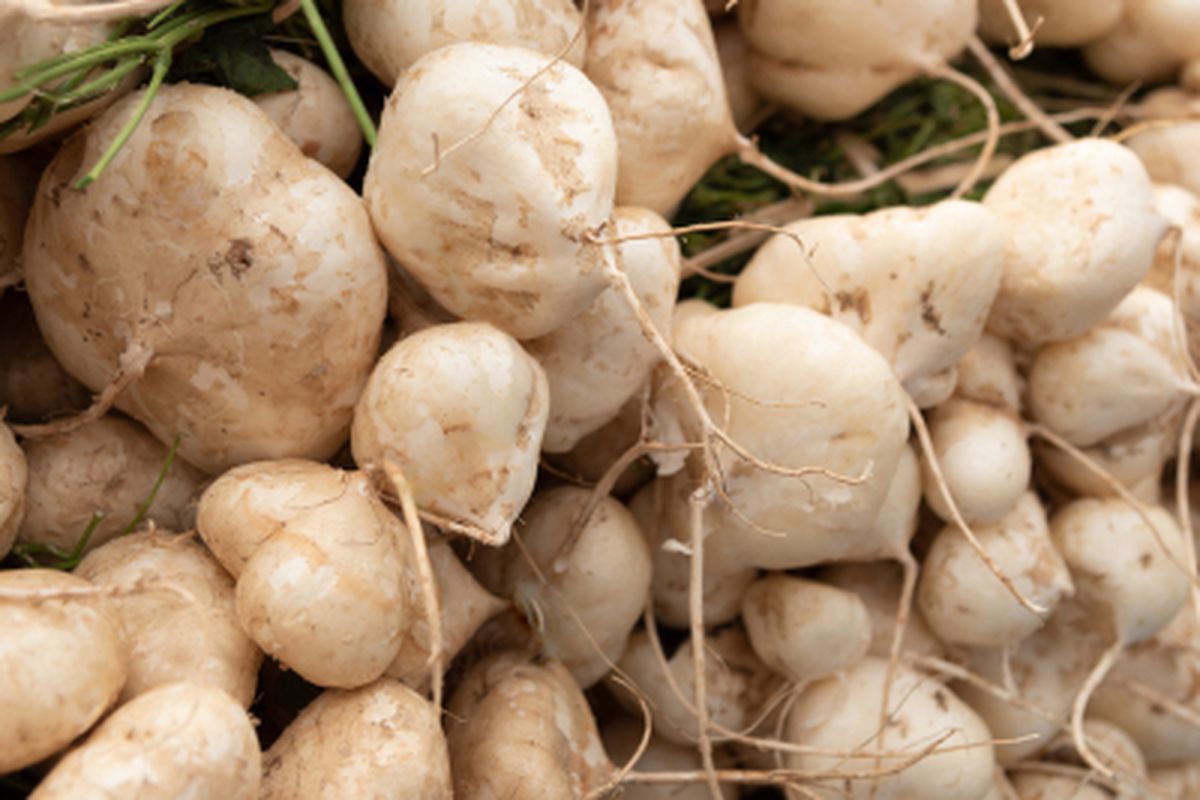 Cara Perkembangbiakan Bengkuang