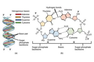 DNA dengan 60% Basa Purin: Pilihan Asal DNA