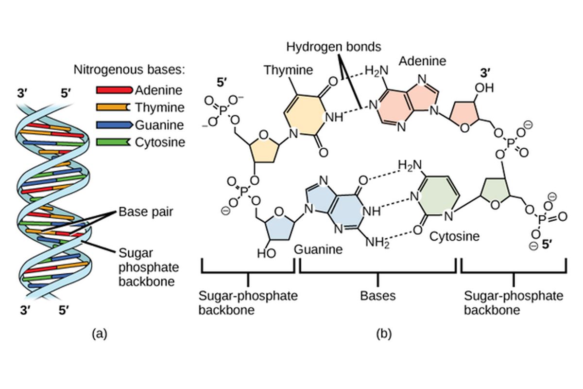 DNA dengan 60% Basa Purin: Pilihan Asal DNA