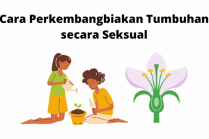 Pasangan Tumbuhan dengan Cara Perkembangbiakannya