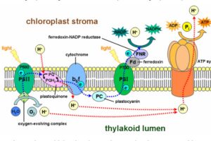 Senyawa Hasil Reaksi Tilakoid untuk Reaksi Stroma Fotosintesis