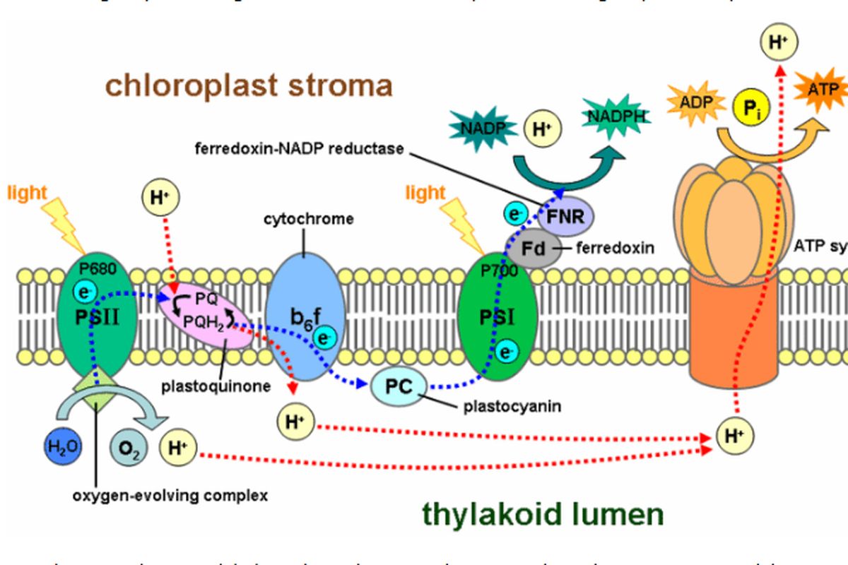 Senyawa Hasil Reaksi Tilakoid untuk Reaksi Stroma Fotosintesis