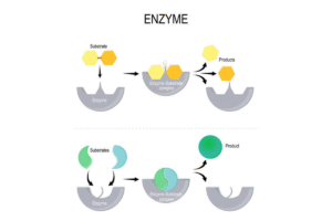 Ciri Khas Enzim serta Contohnya