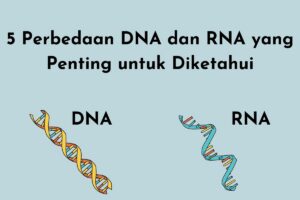 Persamaan dan Perbedaan RNA serta DNA