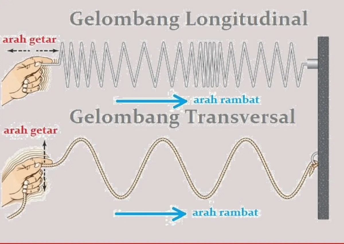 Ciri Gelombang Transversal yang Tidak Dimiliki Gelombang Longitudinal