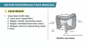Organ pencernaan dengan pH sangat rendah
