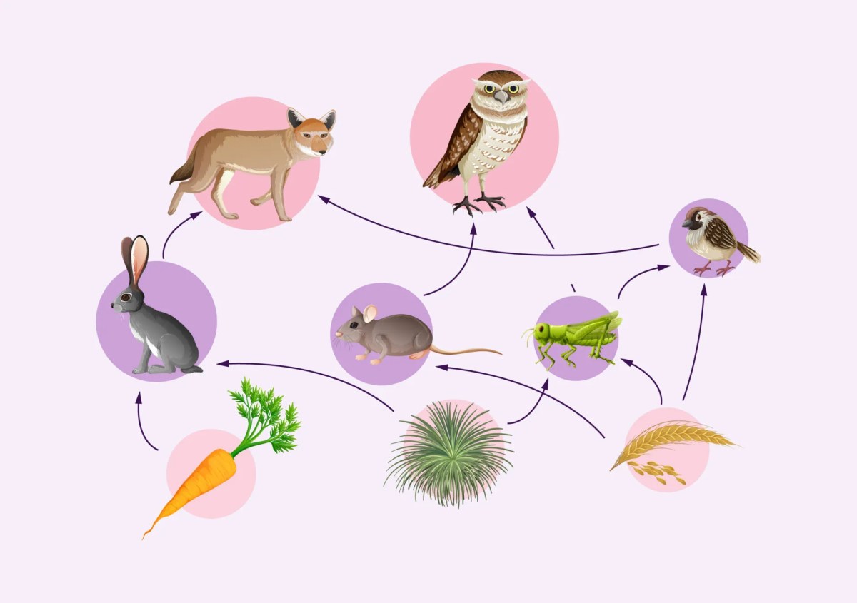 Pengertian Jaring Makanan