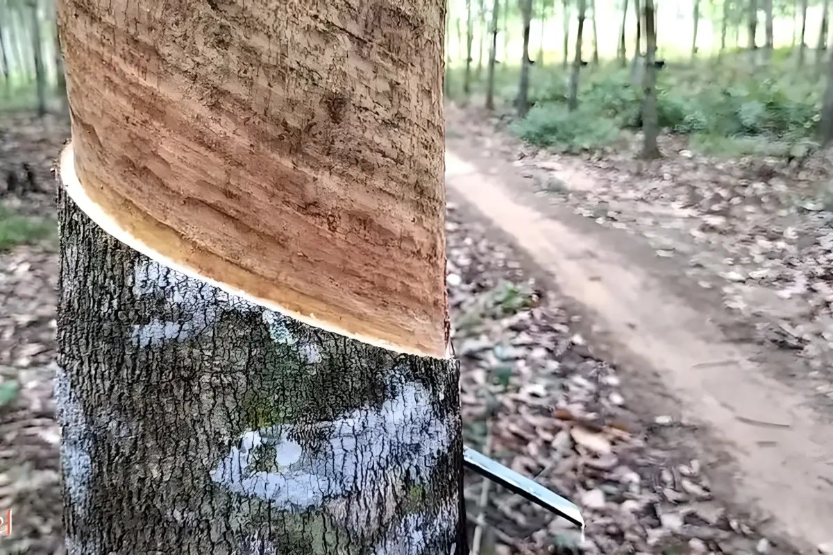 Produktivitas Tanaman Karet pada Jarak Tanam 5m x 4m di Setengah Hektar