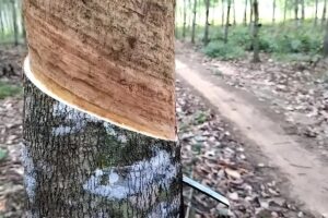 Karet ditanam jarak 5m×4m, hasil setengah hektar